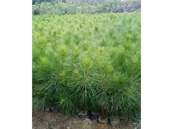 濕地松中杯和大杯苗，高度80至2米的苗子